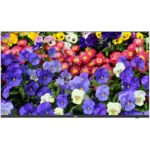 UNV 55" 4K LED Monitor